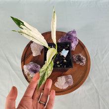 Load image into Gallery viewer, Spathiphylum jessica, Exact Plant Variegated
