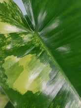 Load image into Gallery viewer, Burle Marx, exact plant, variegated Philodendron, ships nationwide
