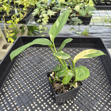 Load image into Gallery viewer, Monstera Lechleriana Variegated exact plant, Fedex 2day*
