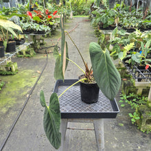 Load image into Gallery viewer, Anthurium Papillilaminum Fort Sherman exact plant, Fedex 2day*
