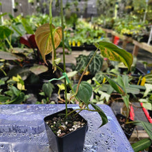 Load image into Gallery viewer, Philodendron Hederaceum Micans Aurea, Exact Plant Variegated Ships Nationwide
