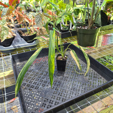 Load image into Gallery viewer, Philodendron Holtonianum Variegated, Exact Plant Ships Nationwide
