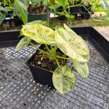Load image into Gallery viewer, Alocasia Ninja Tricolor, Exact Plant Variegated Ships Nationwide
