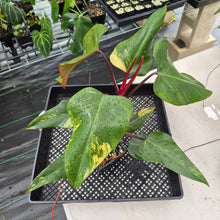 Load image into Gallery viewer, Philodendron Strawberry Shake Variegated exact plant, Fedex 2day*
