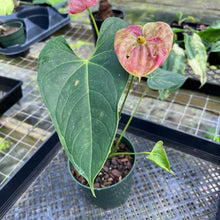 Load image into Gallery viewer, Anthurium Shibori, Exact Plant Variegated

