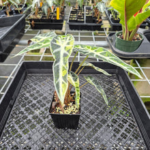 Load image into Gallery viewer, Alocasia Bambino Aurea Variegated exact plant, Fedex 2day*
