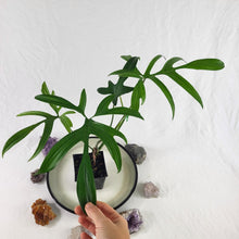 Load image into Gallery viewer, Philodendron Quercifolium, Exact Plant Ships Nationwide
