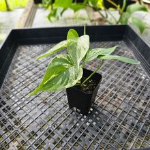 Load image into Gallery viewer, Philodendron Hederaceum, Heart Leaf, Exact Plant Variegated Ships Nationwide
