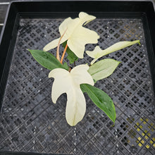Load image into Gallery viewer, Philodendron Florida Ghost, Exact Plant Ships Nationwide
