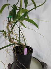 Load image into Gallery viewer, Philodendron Holtonianum, Exact Plant X-Large
