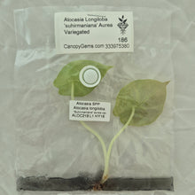 Load image into Gallery viewer, Alocasia Longiloba Suhirmaniana Aurea Variegated tissue culture 2DayAir

