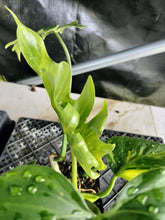 Load image into Gallery viewer, Philodendron Radiatum, Exact Plant Variegated Ships Nationwide

