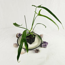 Load image into Gallery viewer, Philodendron Holtonianum, Exact Plant Ships Nationwide
