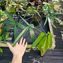 Load image into Gallery viewer, Anthurium Polydactylum, Exact Plant 6&quot; Ships Nationwide
