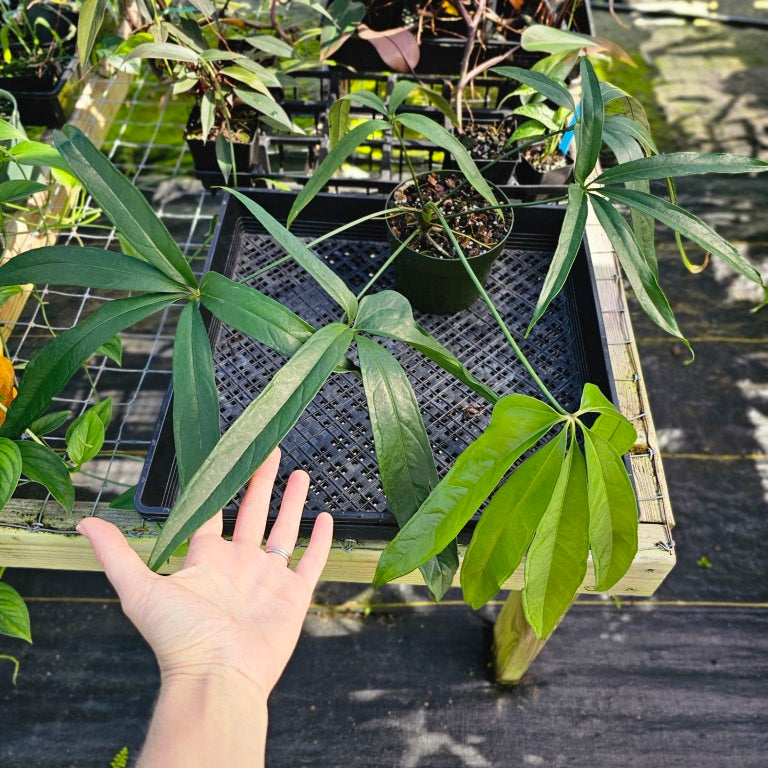 Anthurium Polydactylum, Exact Plant 6