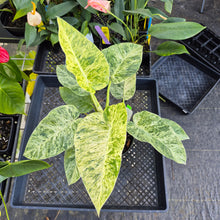 Load image into Gallery viewer, Philodendron Giganteum, Exact Plant Variegated Ships Nationwide
