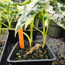 Load image into Gallery viewer, Alocasia Frydek, Exact Plant Variegated Multi plant
