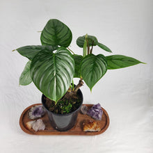 Load image into Gallery viewer, Philodendron Sodiroi True Form 6" pot, Fedex 2day
