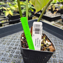 Load image into Gallery viewer, Philodendron Gloriosum, Pink Veined Back, Exact Plant Ships Nationwide
