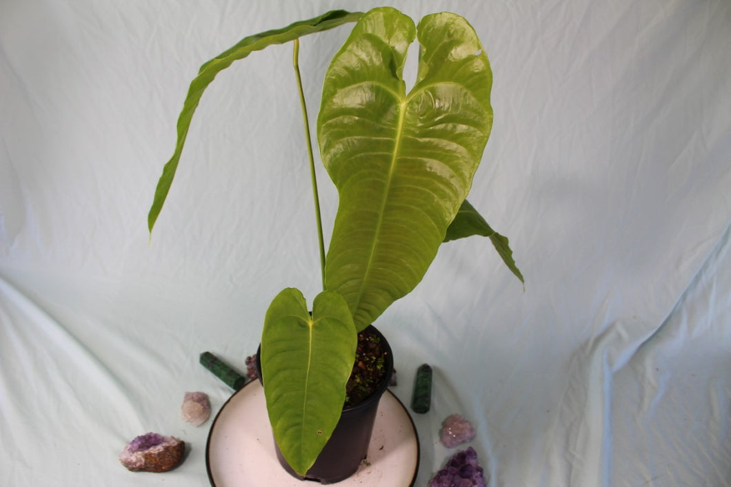 Anthurium Veitchii XL Exact Plant