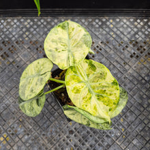Load image into Gallery viewer, Alocasia Ninja Tricolor, Exact Plant Variegated Ships Nationwide
