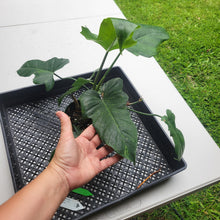 Load image into Gallery viewer, Philodendron Minarum 'Lime Fiddle', Exact Plant Ships Nationwide
