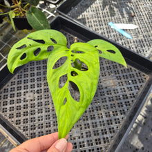 Load image into Gallery viewer, Monstera Esqueleto, Exact Plant Ships Nationwide
