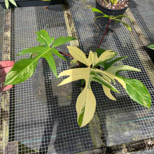 Load image into Gallery viewer, Philodendron Florida Beauty, Exact Plant Variegated
