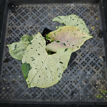 Load image into Gallery viewer, Syngonium Green Splash, Exact Plant Variegated Ships Nationwide
