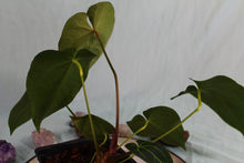 Load image into Gallery viewer, Anthurium Besseae AFF Exact Plant
