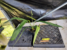 Load image into Gallery viewer, Anthurium Bakeri, Exact Plant Ships Nationwide
