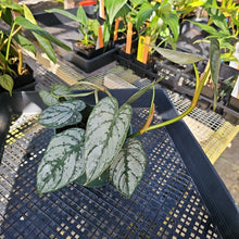 Load image into Gallery viewer, Philodendron Brandtianum, Exact Plant Ships Nationwide
