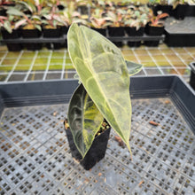 Load image into Gallery viewer, Alocasia Sedenii Aurea Variegated exact plant, Fedex 2day*
