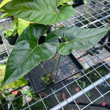 Load image into Gallery viewer, Anthurium Decipiens, Exact Plant
