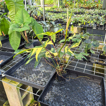 Load image into Gallery viewer, Philodendron Florida Beauty Variegated exact plant, Fedex 2day*
