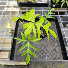 Load image into Gallery viewer, Philodendron Quercifolium, Exact Plant Ships Nationwide
