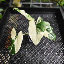 Load image into Gallery viewer, Alocasia Macrorhizza, Exact Plant Variegated
