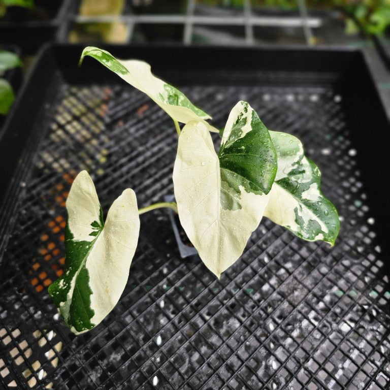 Alocasia Macrorhizza, Exact Plant Variegated