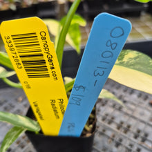 Load image into Gallery viewer, Philodendron Radiatum Aurea Variegated exact plant, Fedex 2day*

