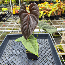 Load image into Gallery viewer, Anthurium Moodeanum, Exact Plant Ships Nationwide
