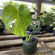 Load image into Gallery viewer, Monstera Marilyn variegated exact plant, Fedex 2day*
