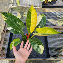 Load image into Gallery viewer, Philodendron Green Congo Nuclear, Exact Plant Variegated
