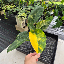 Load image into Gallery viewer, Philodendron Green Congo Nuclear Variegated exact plant, Fedex 2day*
