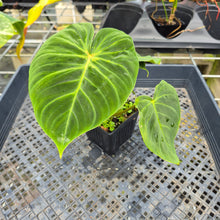 Load image into Gallery viewer, Philodendron Verrucosum Melon 4" pot, Fedex 2day*
