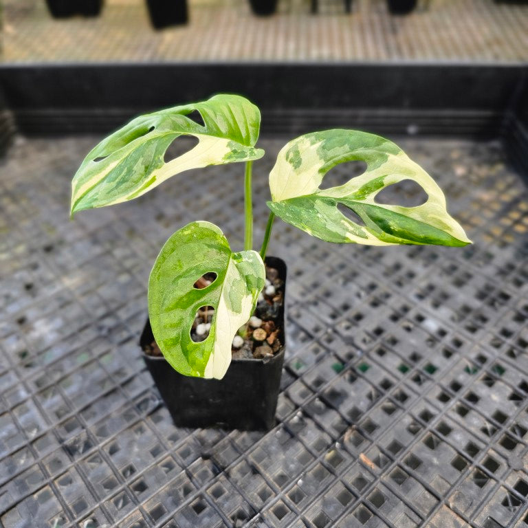 Monstera Adansonii Albo Tricolor, Exact Plant Variegated Ships Nationwide