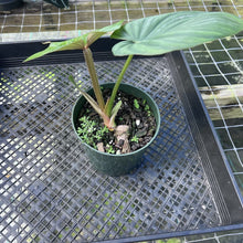 Load image into Gallery viewer, Philodendron Plowmanii Round Form, Exact Plant Medium
