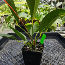 Load image into Gallery viewer, Anthurium Sherzerianum &quot;Pig Tail&quot;, Exact Plant Ships Nationwide
