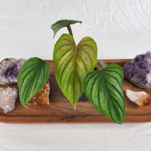Load image into Gallery viewer, Philodendron Plowmanii 2.5" pot, Fedex 2day*
