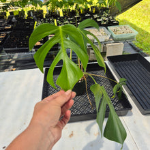 Load image into Gallery viewer, Monstera Sierrana Hawaii Clone, Exact Plant Ships Nationwide
