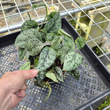 Load image into Gallery viewer, Scindapsus Silver Lady, Exact Plant

